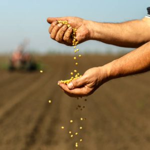 Close up of senior farmer with soybean seed in his hands.